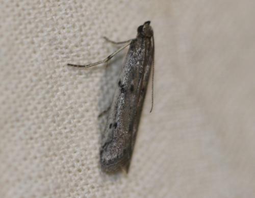 Réf. 330 861 : Phycitodes sp.